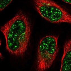 ZNF527 Antibody, Novus Biologicals 0.1mL; Unlabeled:Antibodies, Polyclonal